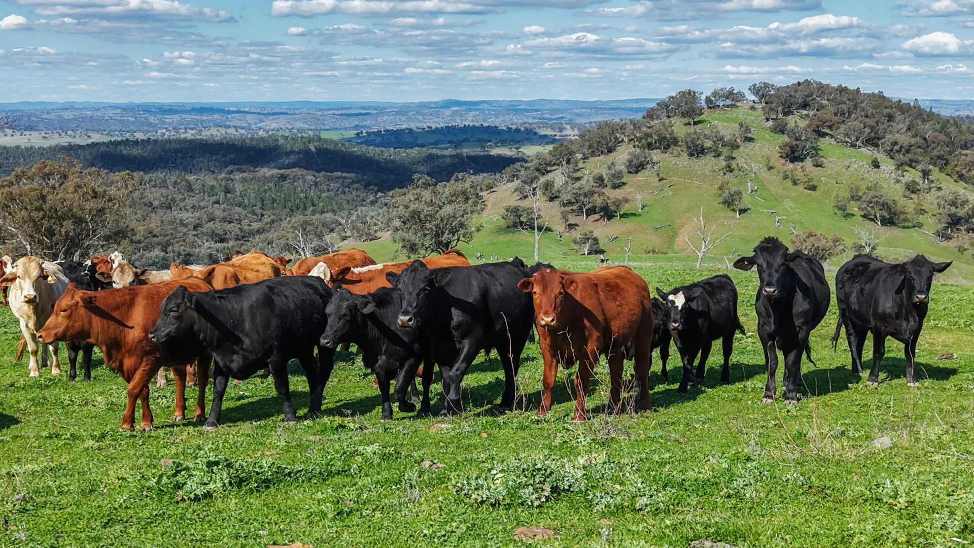 Additional image 4 of 350 Ingles Road NEUREA Via, Wellington NSW 2820