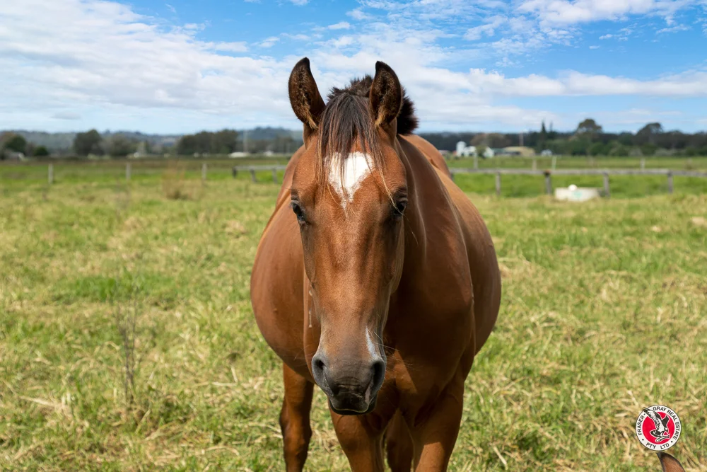 Additional image 39 of 5 Guthrie Street, Moruya NSW 2537