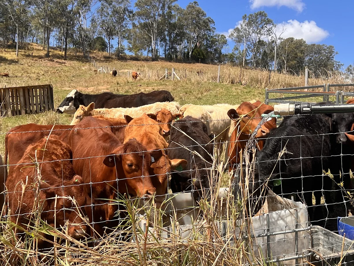 Additional image 16 of 18 Calico Creek Road, Long Flat QLD 4570
