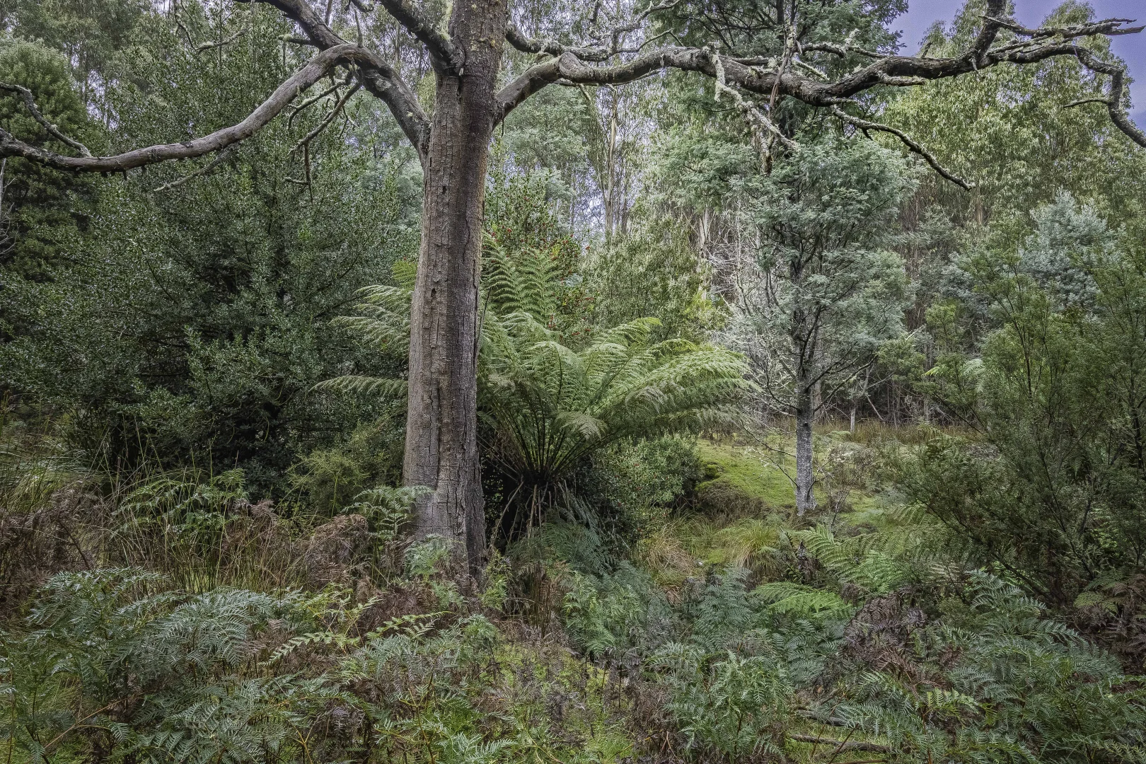 Additional image 13 of Judbury TAS 7109