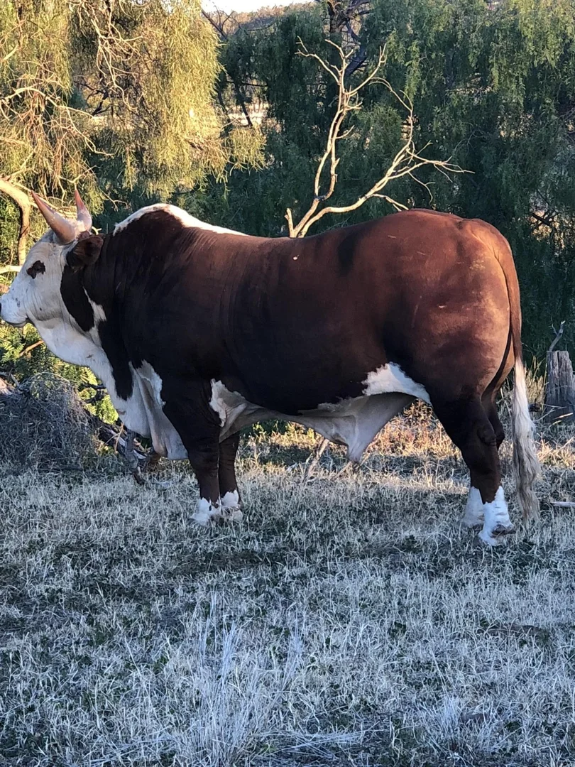 Additional image 11 of 1020 Bramble Rd, Warrumbungle NSW 2828