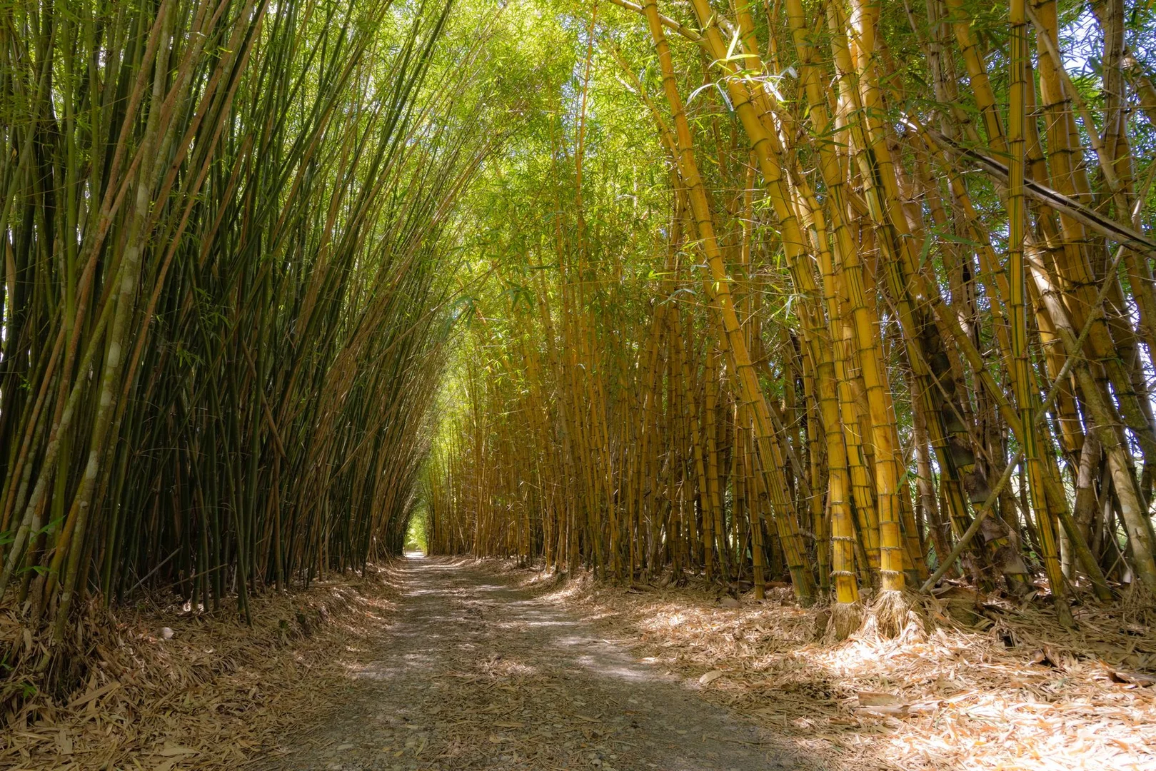 Additional image 3 of 1171 Eumundi - Kenilworth Road, Belli Park QLD 4562