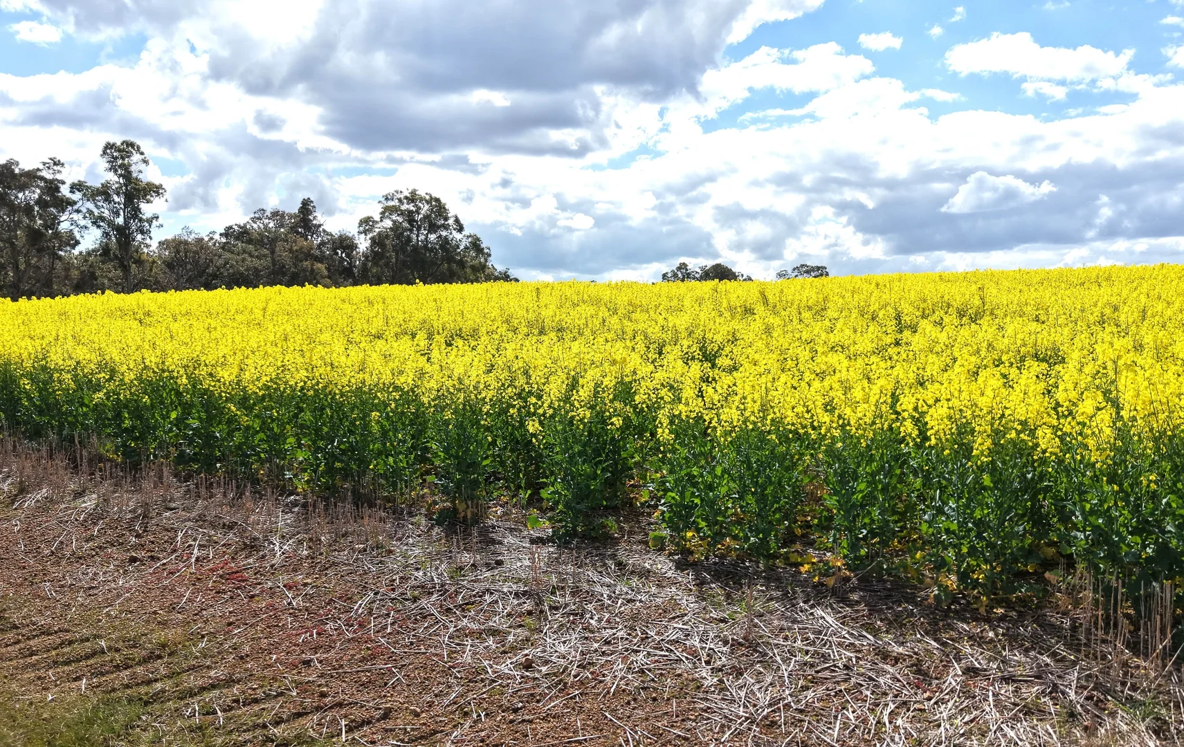 Additional image 8 of 171 Kwornicup Road, Forest Hill WA 6324