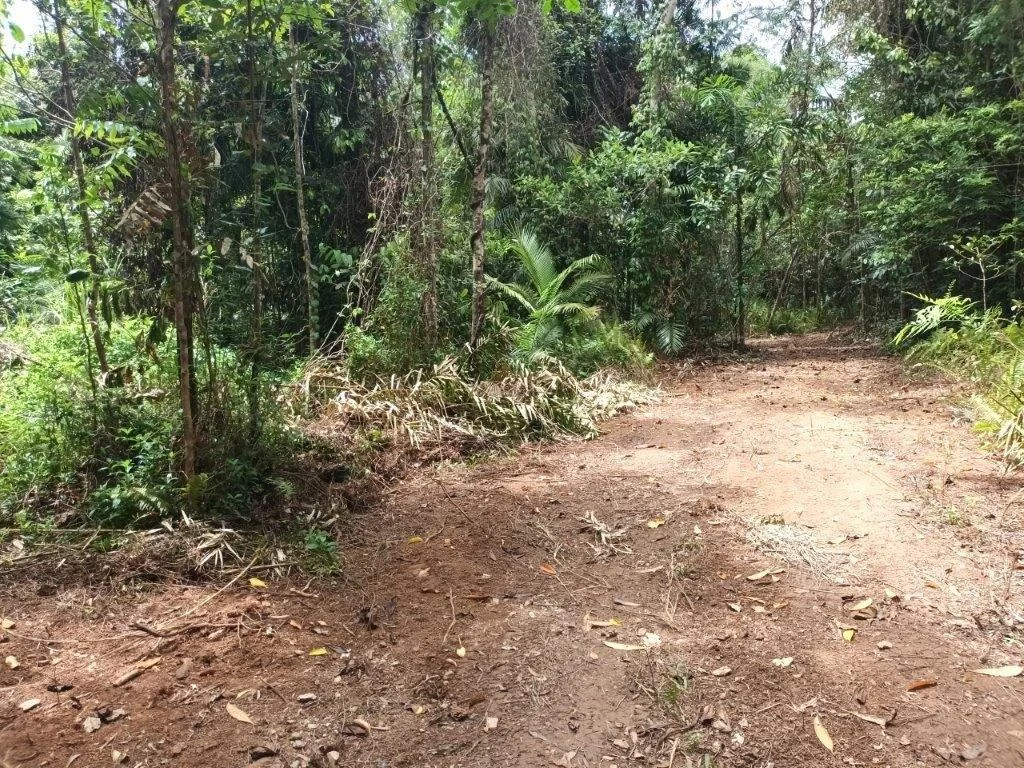 Additional image 10 of Lot 81 Cape Tribulation Road, DIWAN,, Daintree QLD 4873