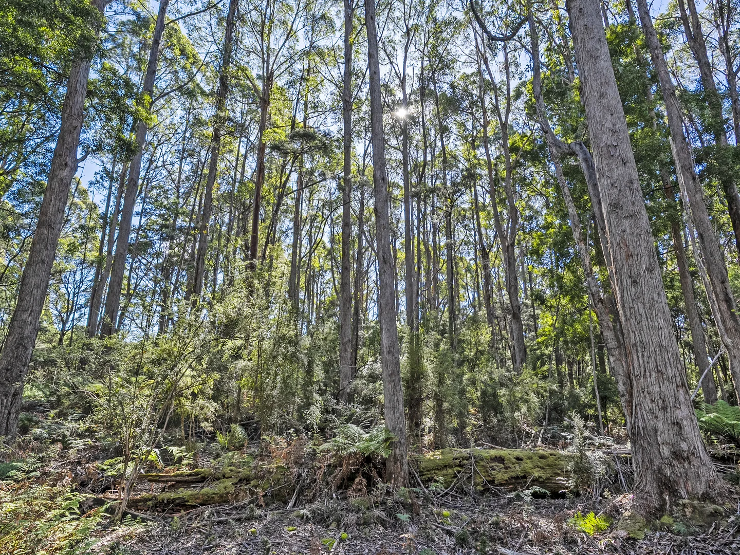 Additional image 31 of 312 Lookout Road, Port Arthur TAS 7182