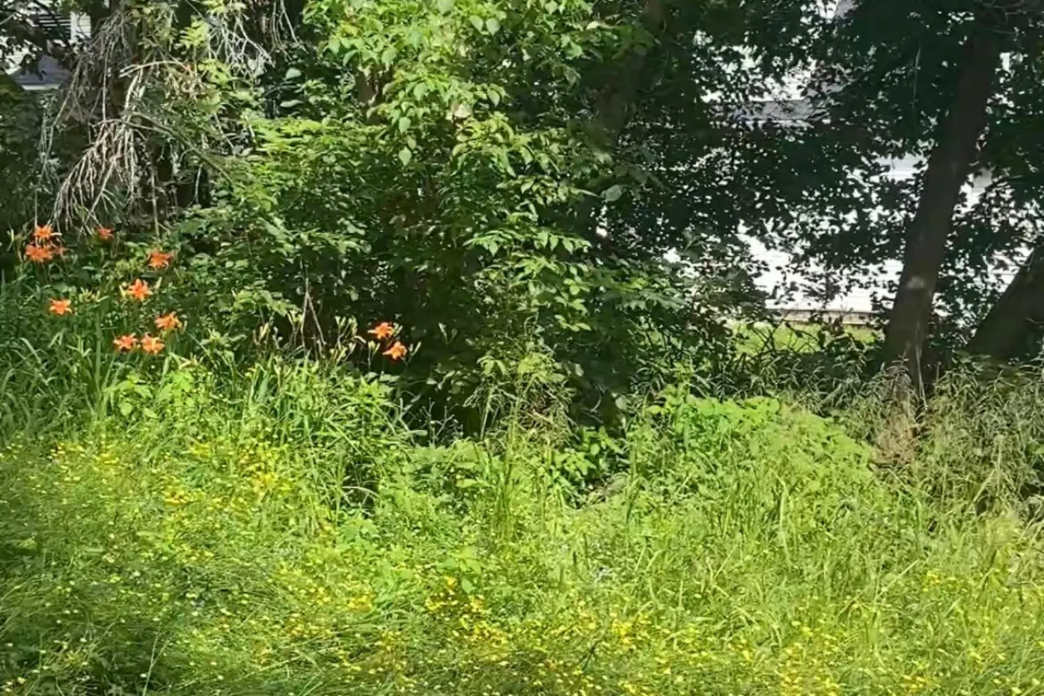 Additional image 14 of 16 Cora Street