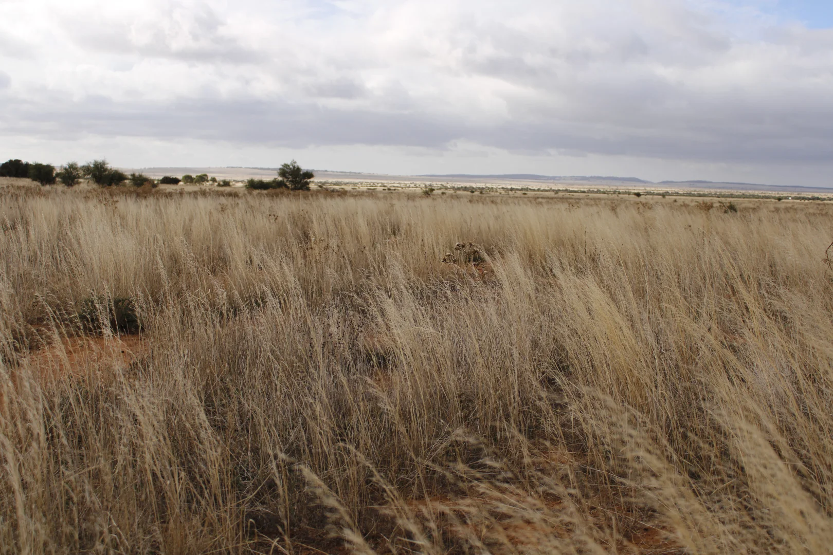 Additional image 59 of 1860 Cleary Road, Terowie SA 5421