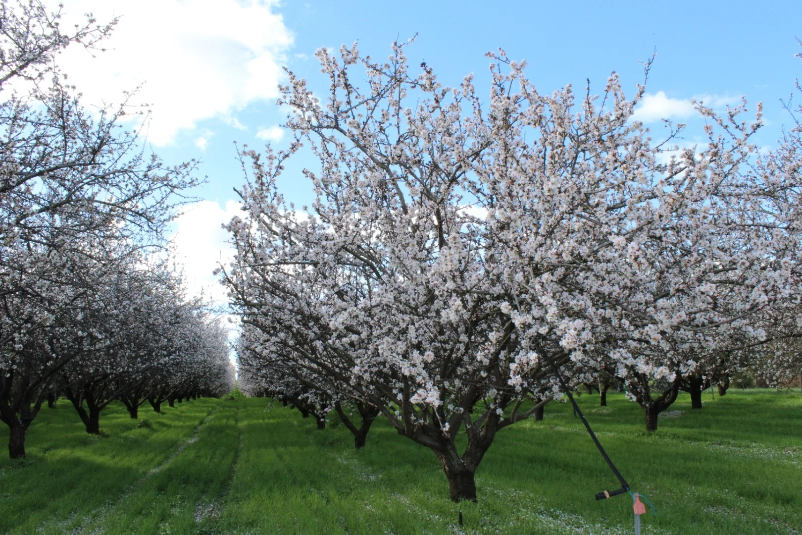 Additional image 11 of 3340 Low Darling Road, Wentworth NSW 2648