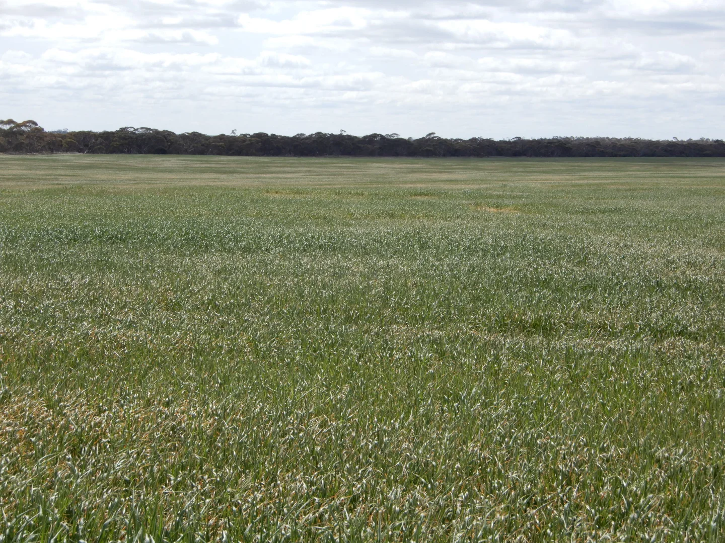 Additional image 9 of 477 Beelitz Road, Geranium SA 5301