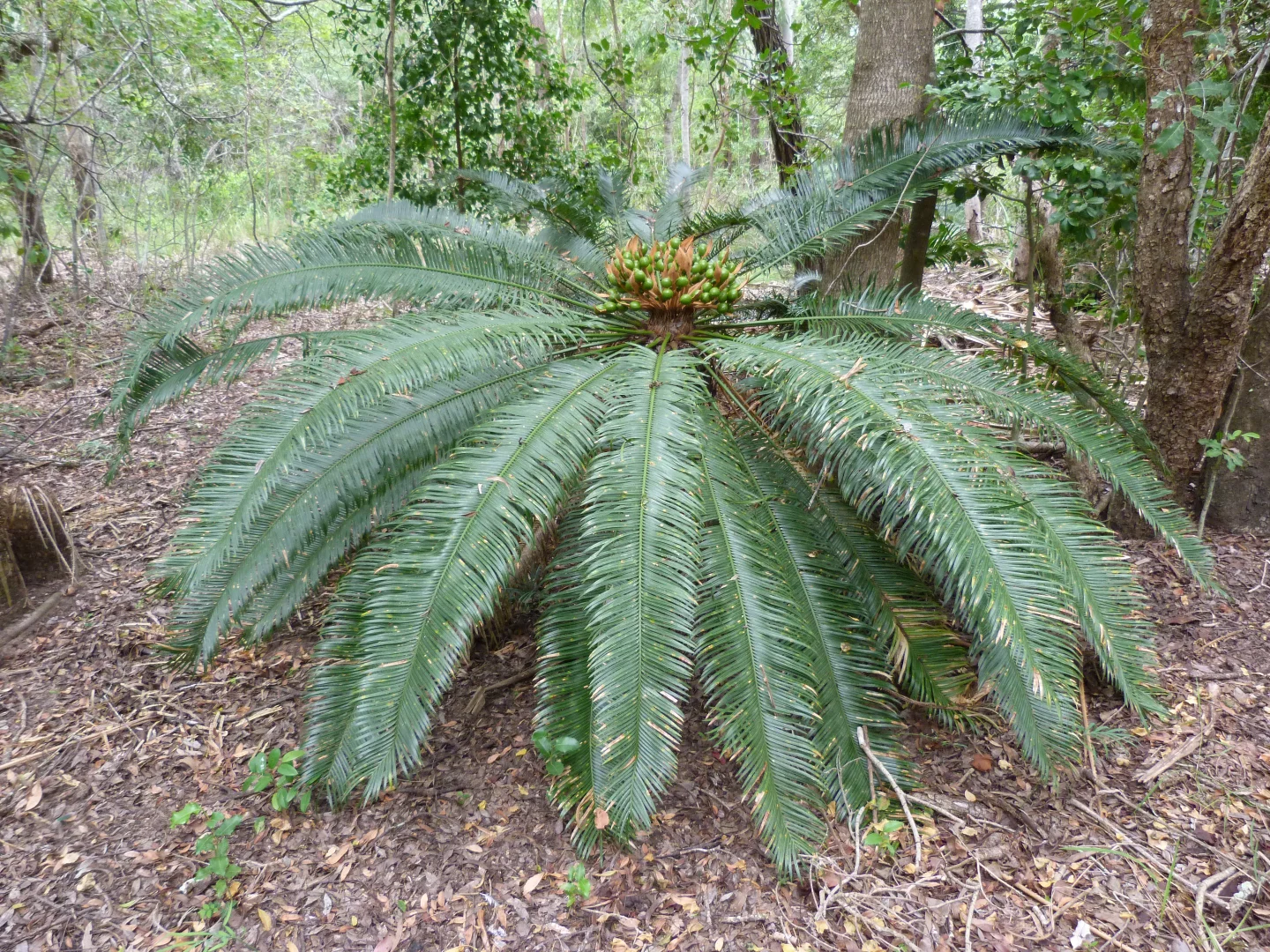 Additional image 31 of Notch Point Road, Ilbilbie QLD 4738