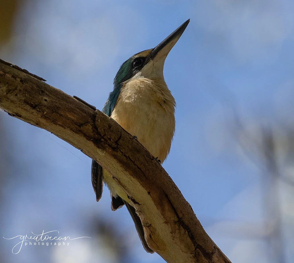 Additional image 16 of 30 Old Hordern Vale Access, Apollo Bay VIC 3233
