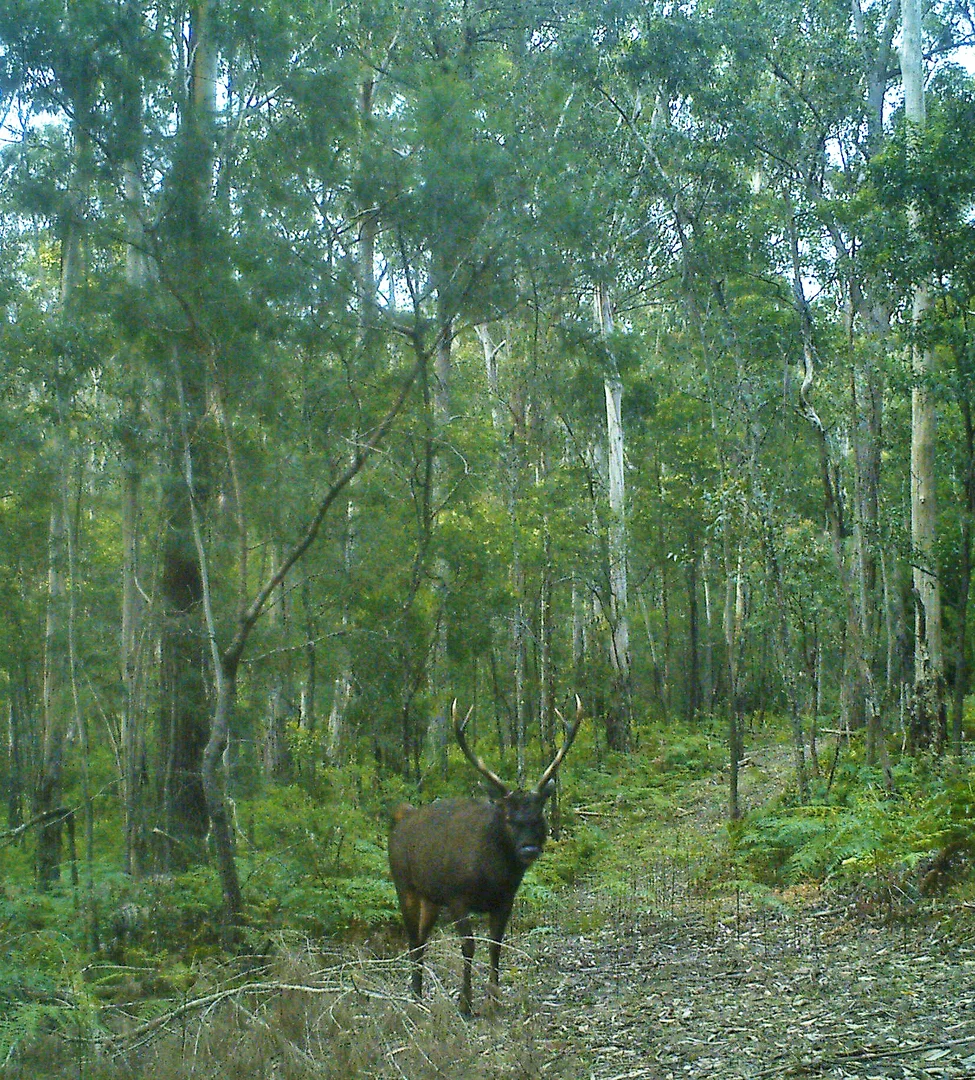 Additional image 25 of 59B Burgess Track, Wallagaraugh, Genoa VIC 3891