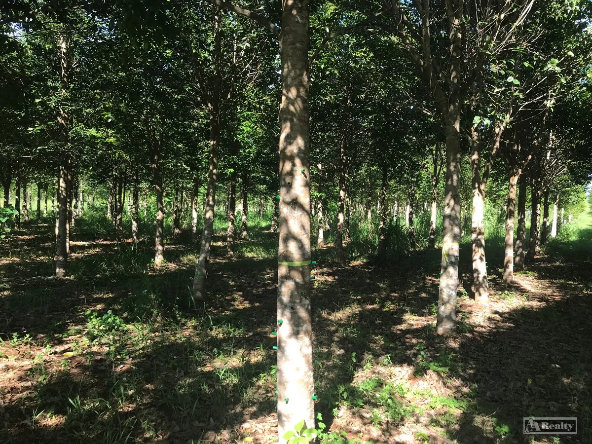 Additional image 2 of L15 Broccardo Road, Garradunga QLD 4860