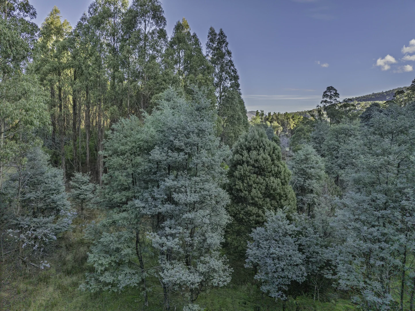 Additional image 10 of Judbury TAS 7109