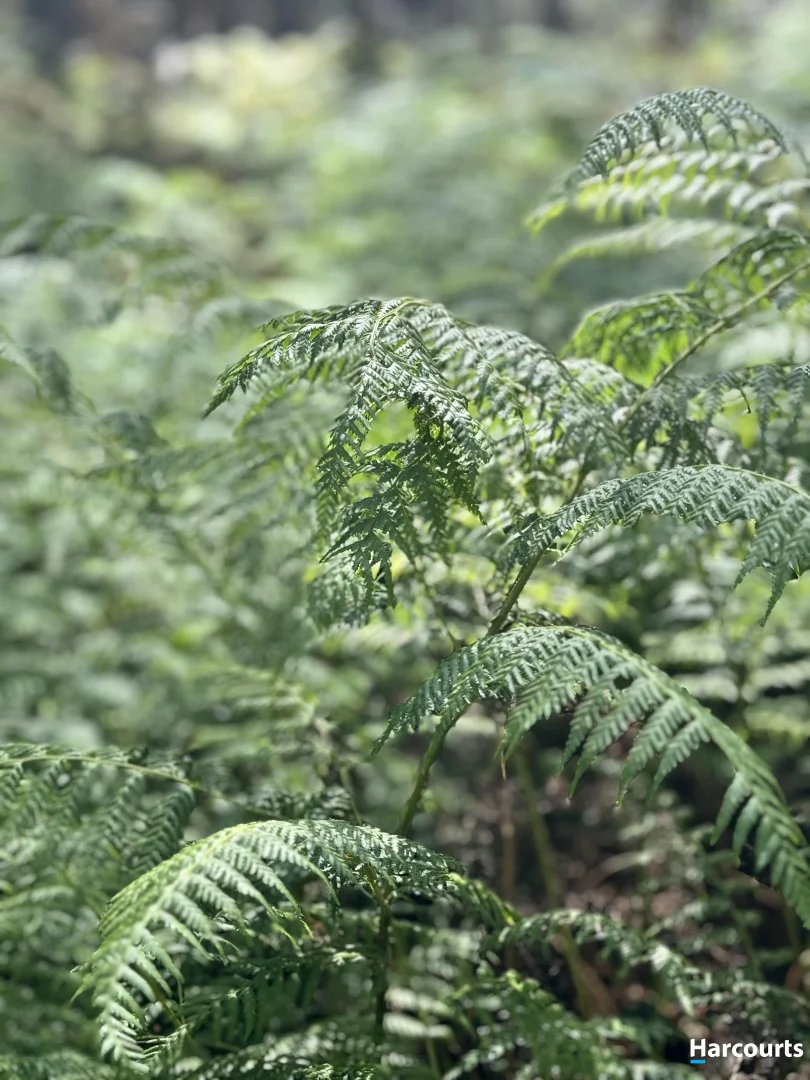 Additional image 9 of 311 Medeas Cove Road, St Helens TAS 7216