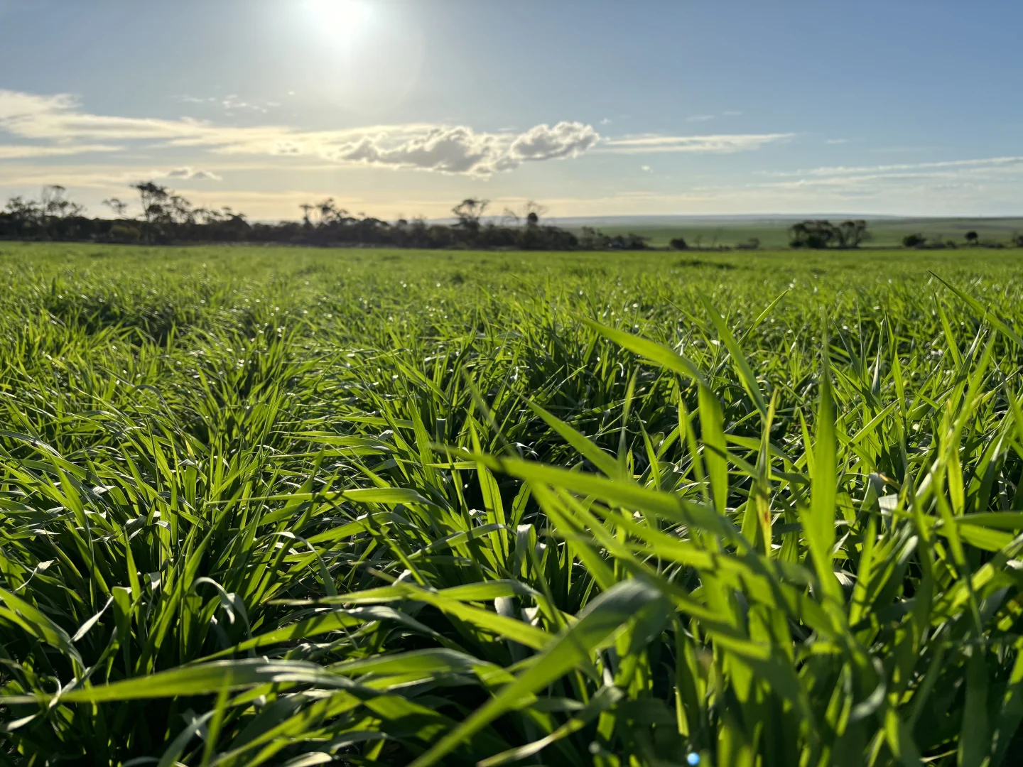 Additional image 5 of Section 82 Chilmans Road, Port Neill SA 5604