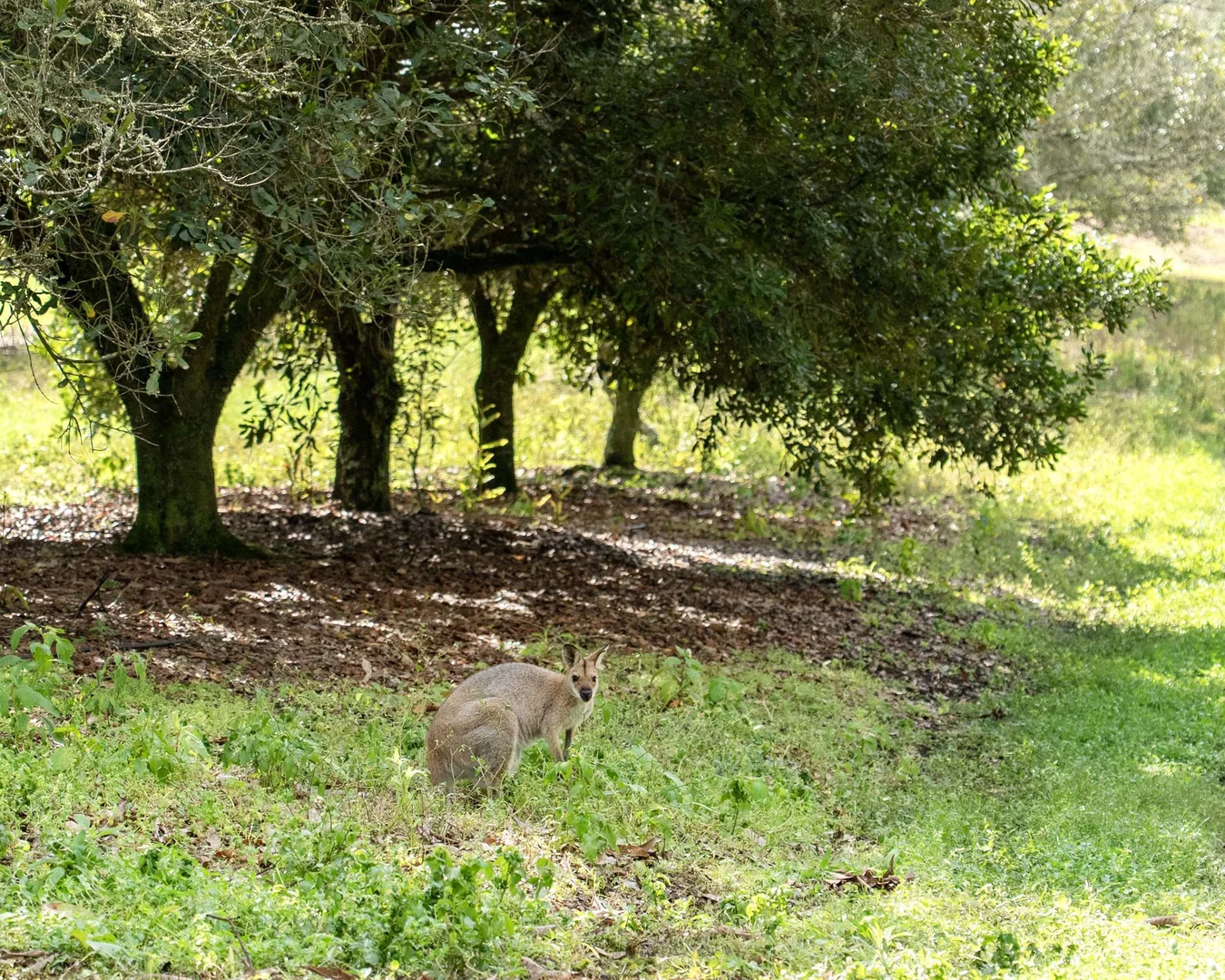 Additional image 6 of 284 Fredericks Road, Caniaba NSW 2480