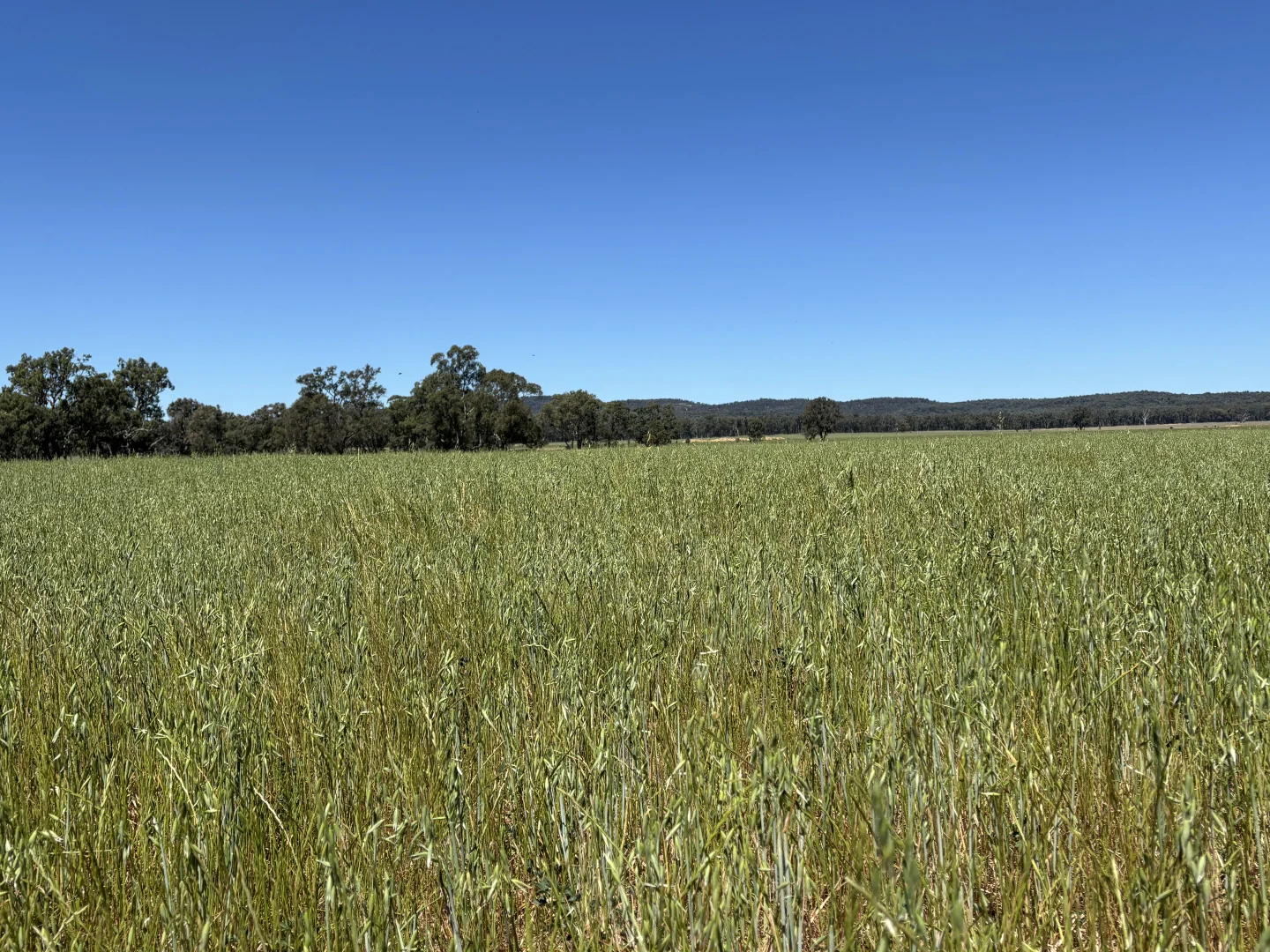 Additional image 30 of 2824 Neilrex Road, Coolah NSW 2843