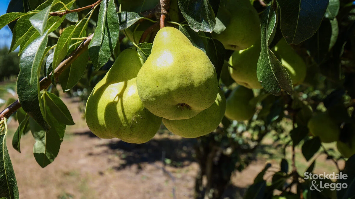 Additional image 31 of 645 New Dookie Road, Lemnos VIC 3631