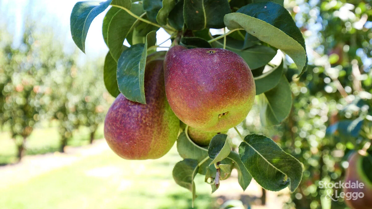 Additional image 29 of 645 New Dookie Road, Lemnos VIC 3631