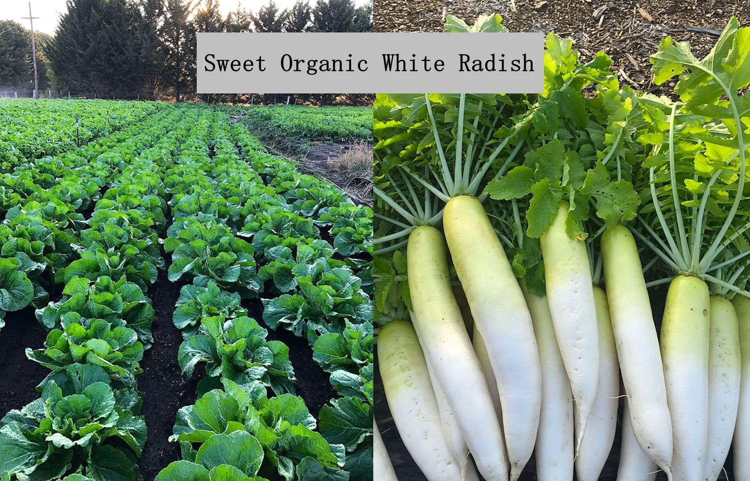 Additional image 21 of 3 Andrews Drive, Kyneton VIC 3444