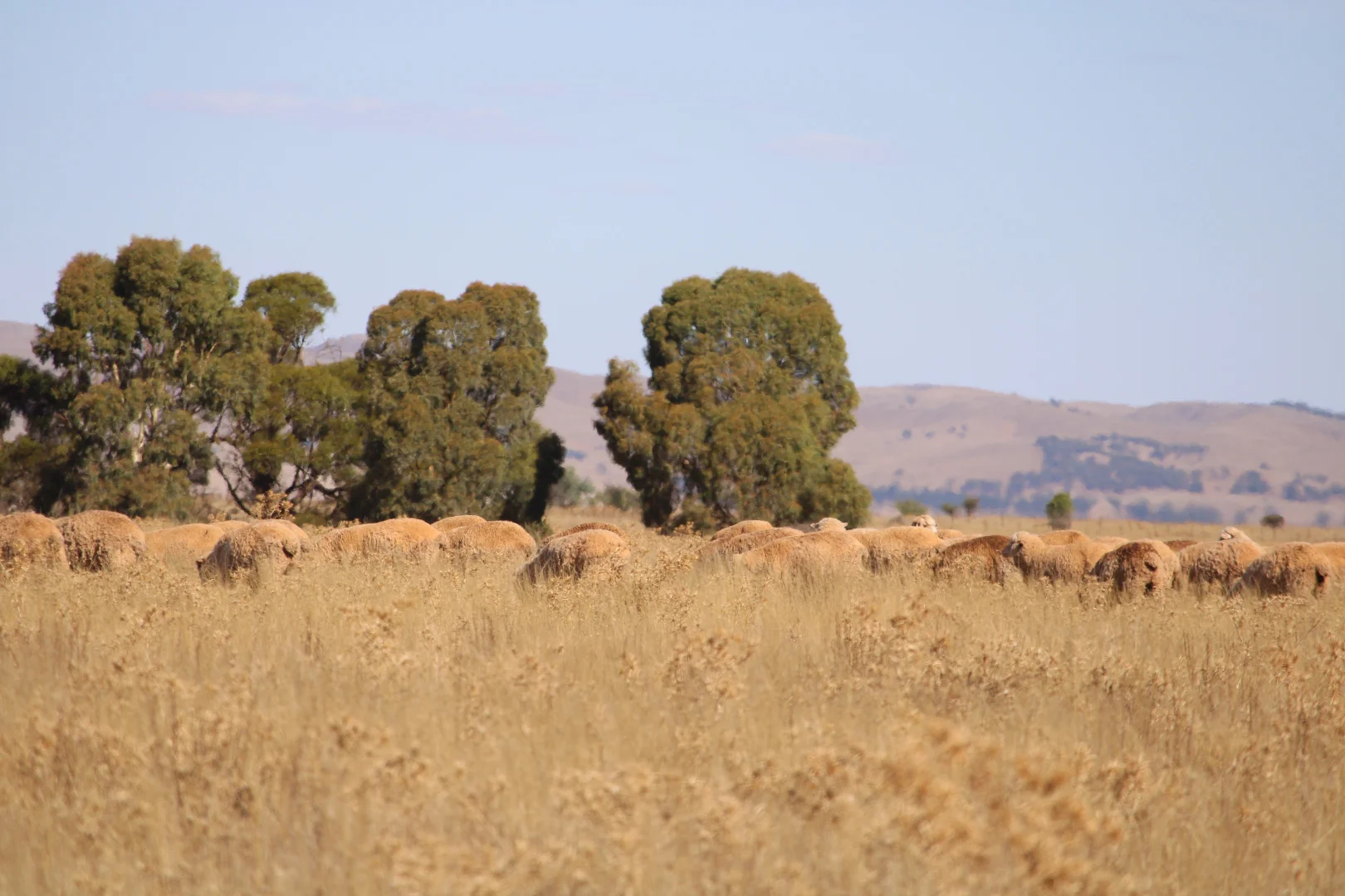 Additional image 10 of 1860 Cleary Road, Terowie SA 5421