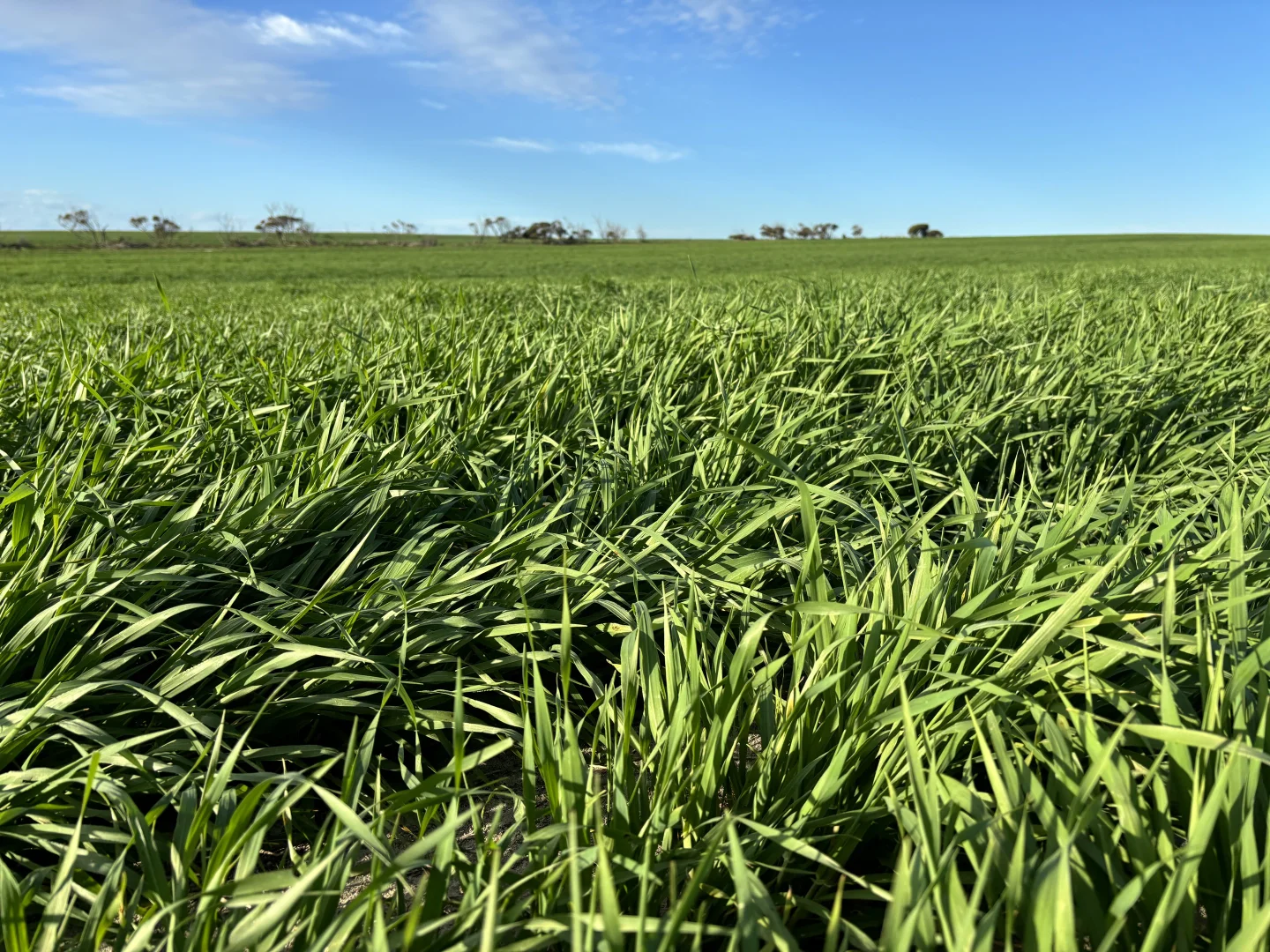 Additional image 19 of Section 82 Chilmans Road, Port Neill SA 5604