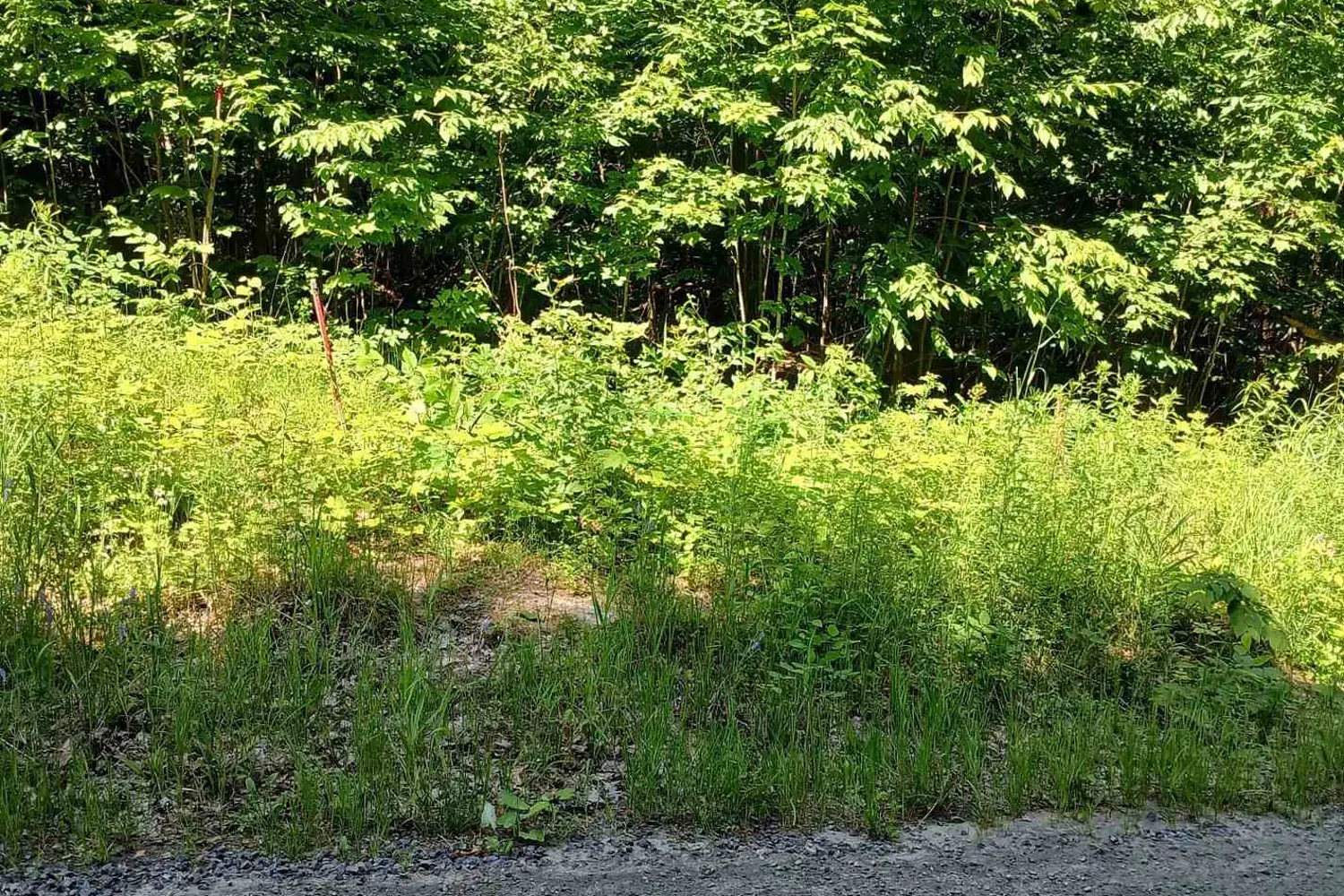 Additional image 7 of 1055 Porkys Road