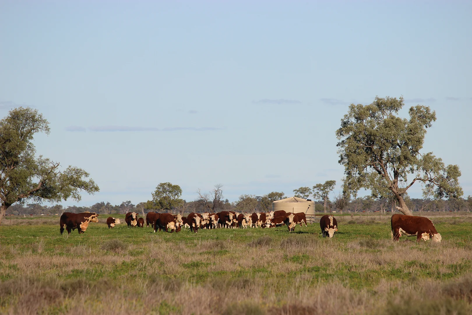 Additional image 26 of 1378 Keewong Lane, Coonamble NSW 2829