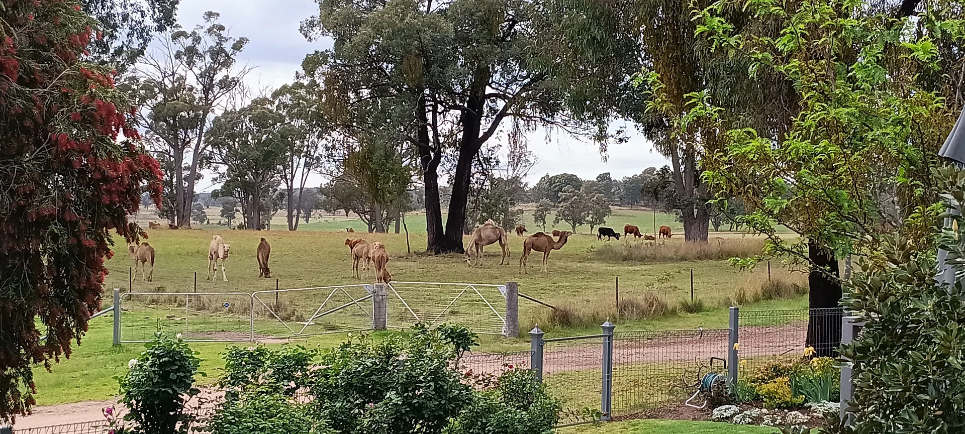 Additional image 33 of 739 Stannifer Road, Stannifer NSW 2369