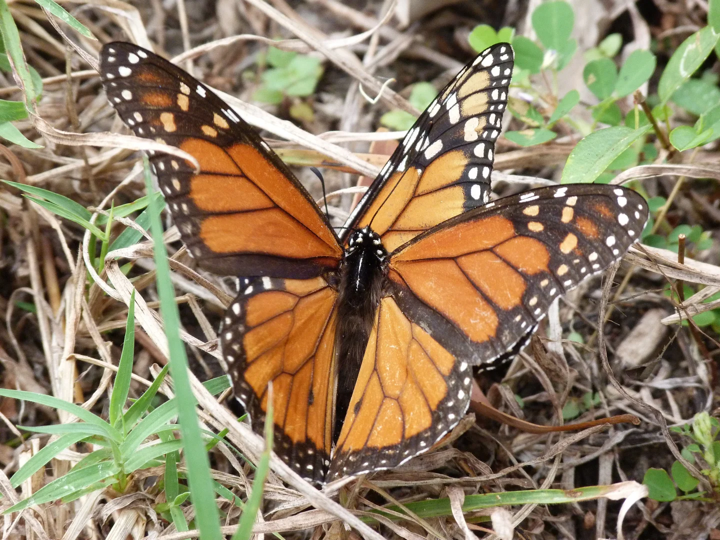 Additional image 35 of Notch Point Road, Ilbilbie QLD 4738