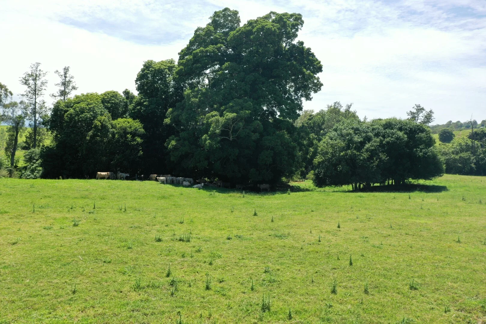 Additional image 31 of 739 Collins Creek Road, Kyogle NSW 2474