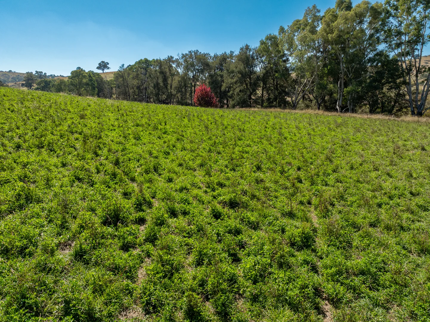 Additional image 2 of 'Angle Burn' 101 Clearview Road, Darbys Falls NSW 2793