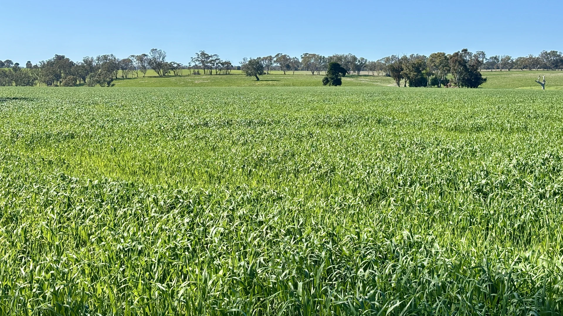 Additional image 13 of 173 Mcclures Rd, Connewirricoo VIC 3318