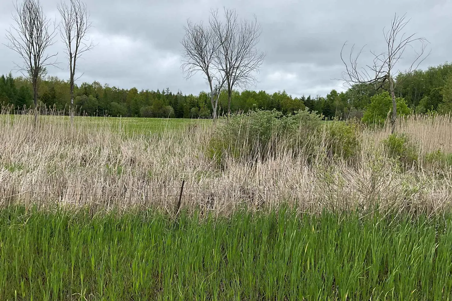 Additional image 10 of 5169 First Line