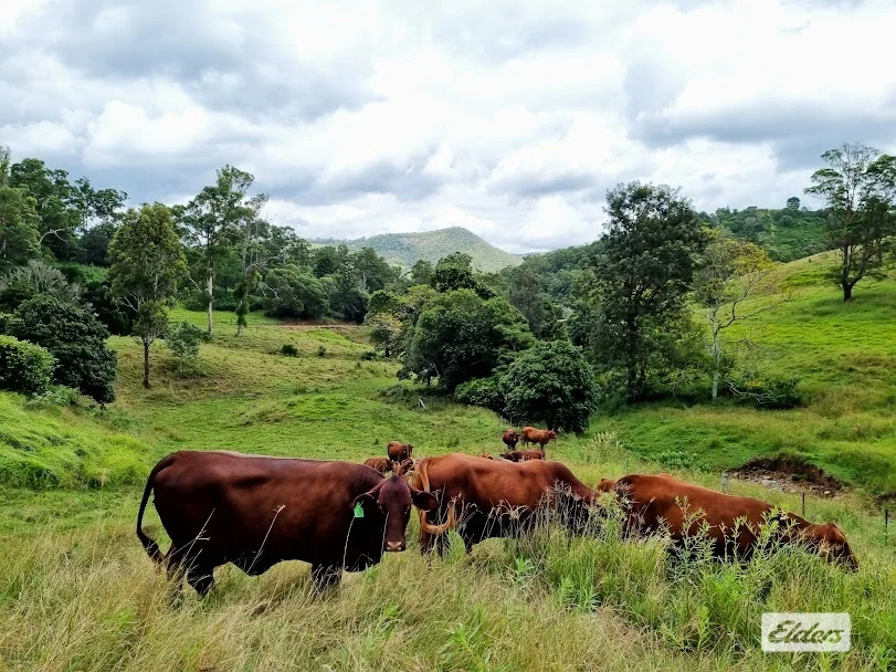 Additional image 14 of 155 Vidoni Road, Mount Delaney QLD 4514