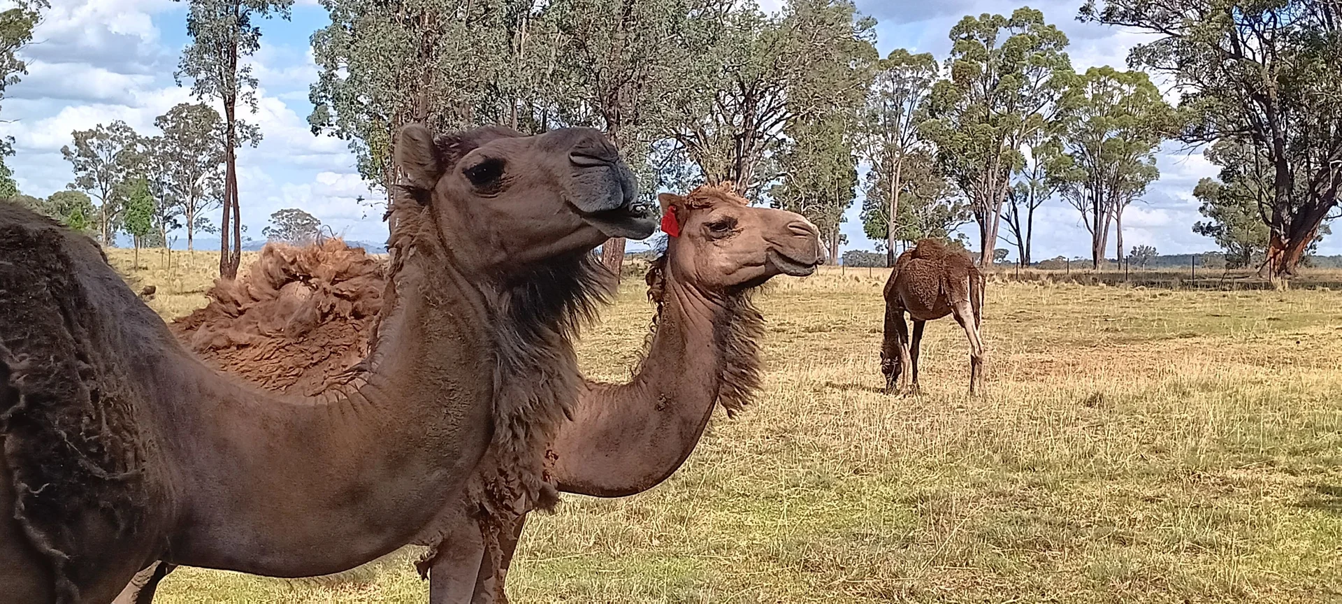 Additional image 34 of 739 Stannifer Road, Stannifer NSW 2369