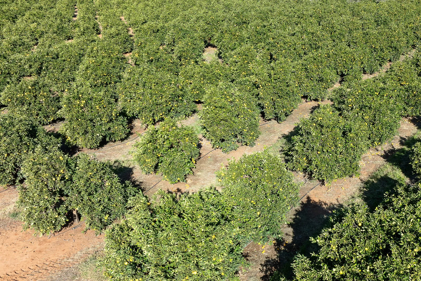 Additional image 5 of 2 Balfour Ogilvy Avenue, Loxton SA 5333