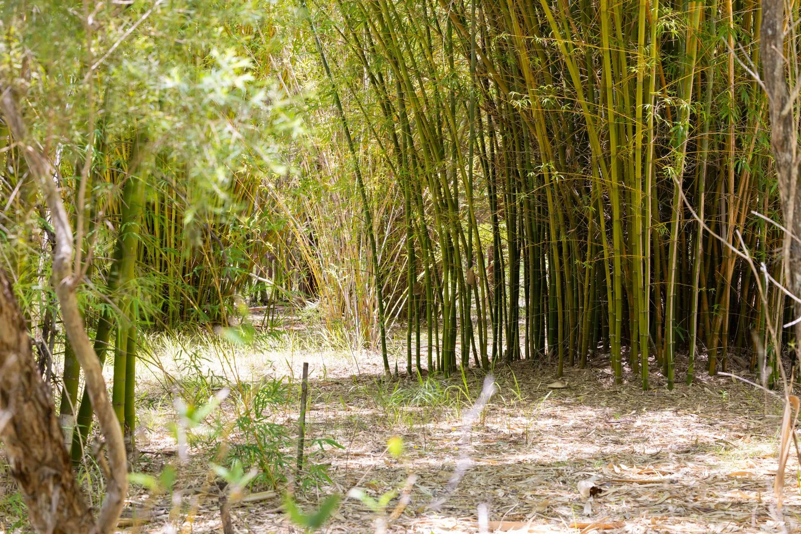 Additional image 5 of 1171 Eumundi - Kenilworth Road, Belli Park QLD 4562