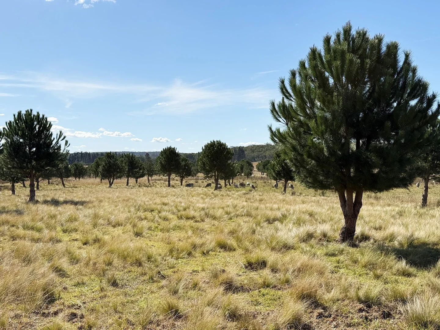 Additional image 6 of 609 Jacqua Road, Windellama NSW 2580