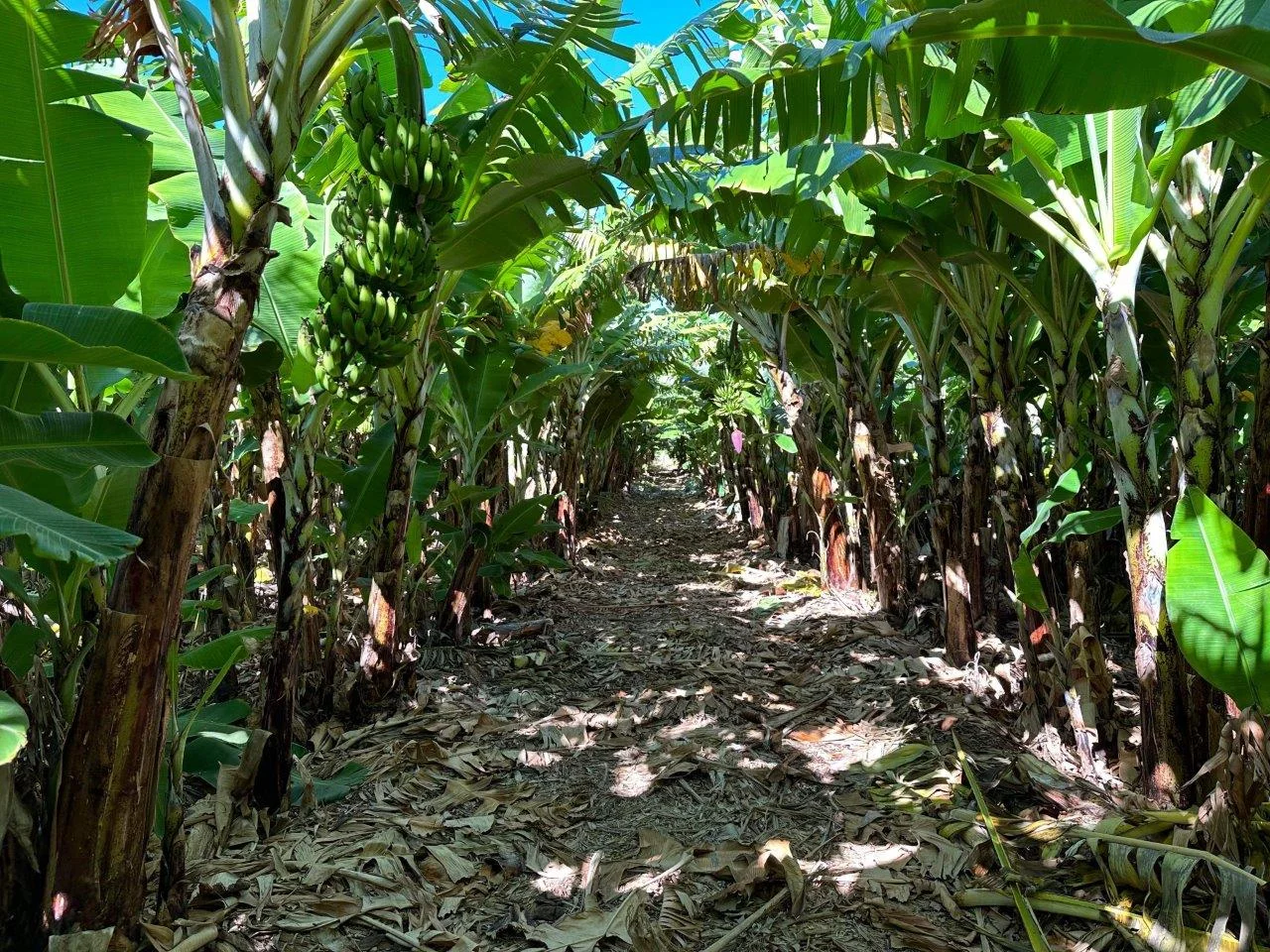 Additional image 20 of 11 Bibbawarra Road, Kingsford WA 6701