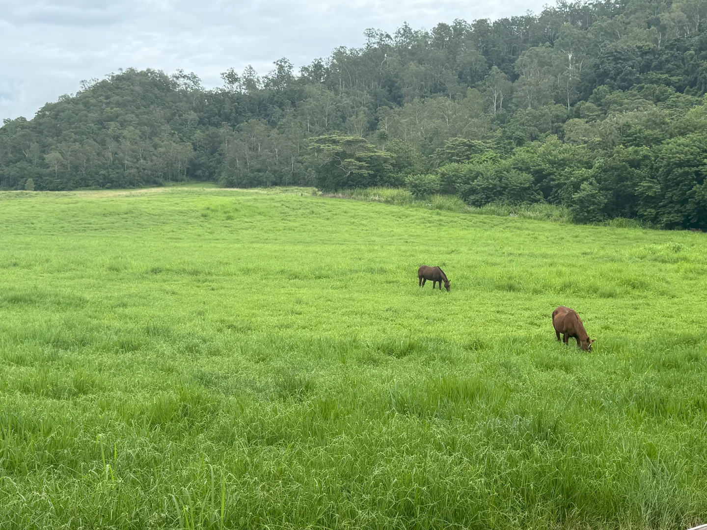 Additional image 12 of Gillies Range Road, Little Mulgrave QLD 4865