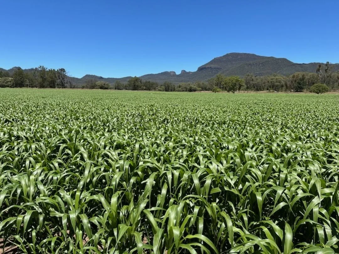 Additional image 7 of The Glen, Berrigal NSW 2390