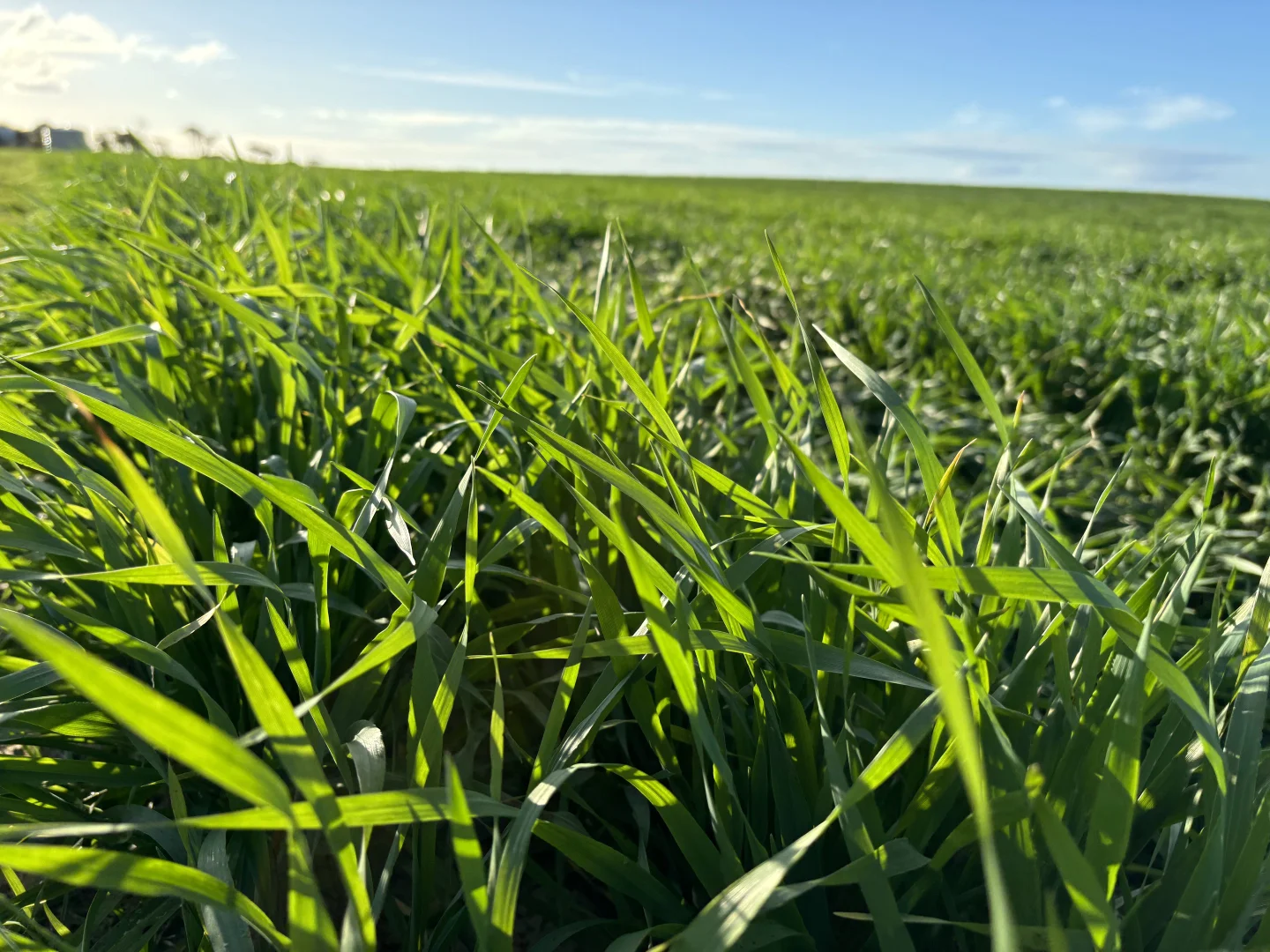 Additional image 3 of Section 82 Chilmans Road, Port Neill SA 5604