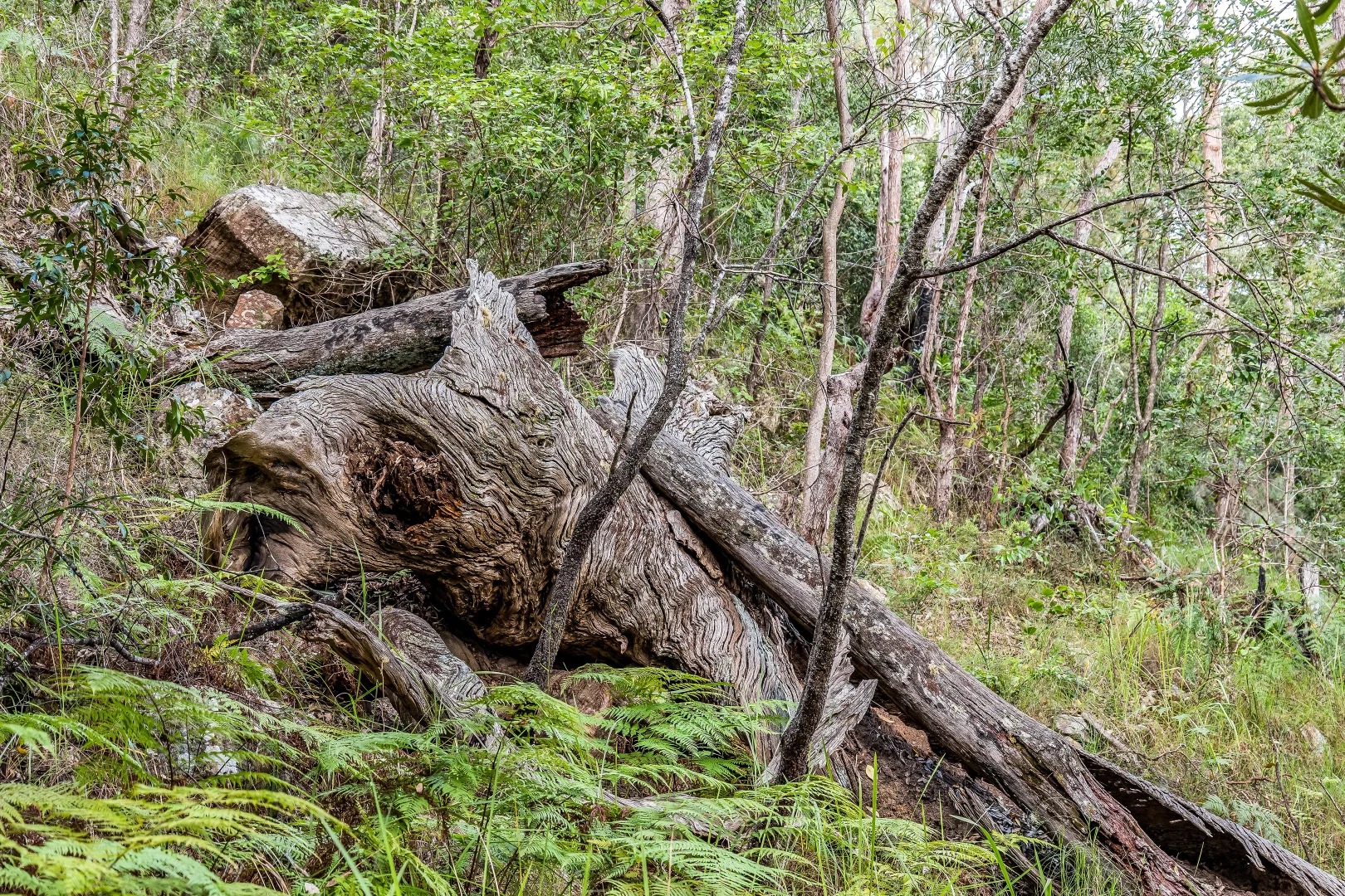 Additional image 11 of 2447 Sherwood Creek Road, Glenreagh NSW 2450