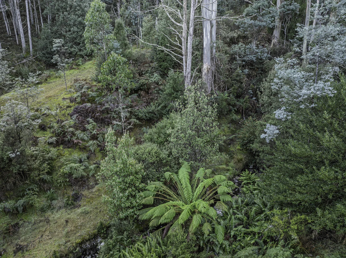 Additional image 19 of Judbury TAS 7109