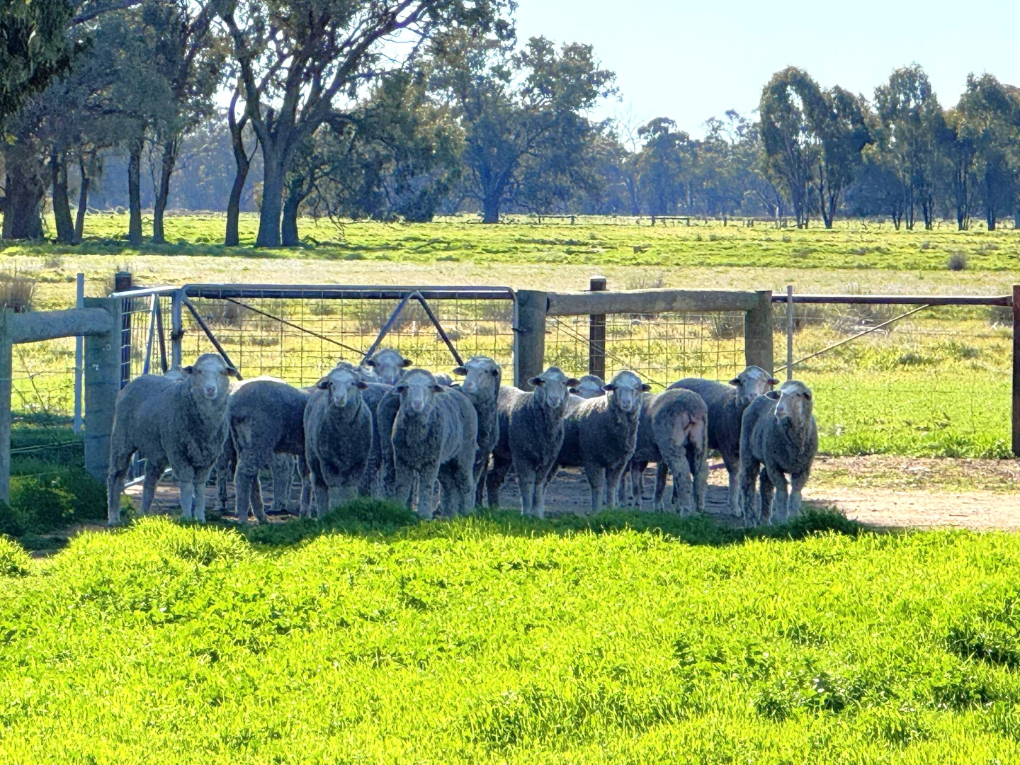 Additional image 23 of 941 Yarraman Road, Bunnaloo NSW 2731