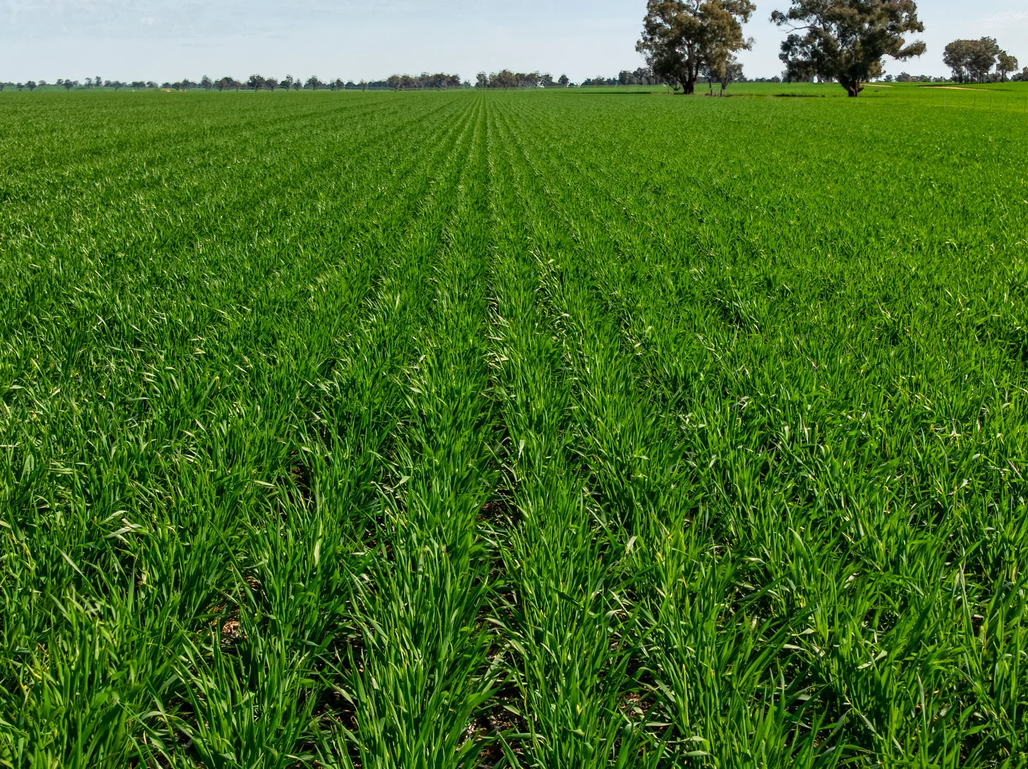 Additional image 18 of 90 Kilnyana Road, Savernake NSW 2646