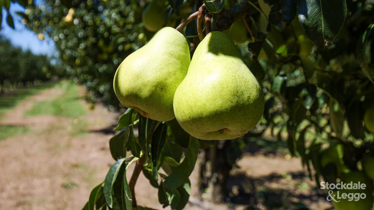 Additional image 32 of 645 New Dookie Road, Lemnos VIC 3631