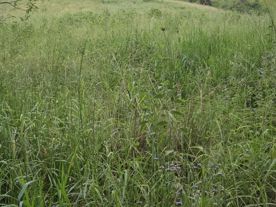 Additional image 8 of 113 Antimony Road, Neerdie QLD 4570